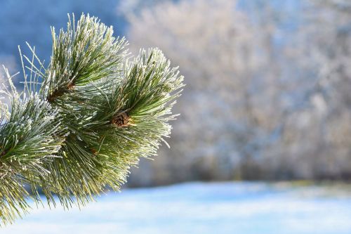 Суык бабай шаяра