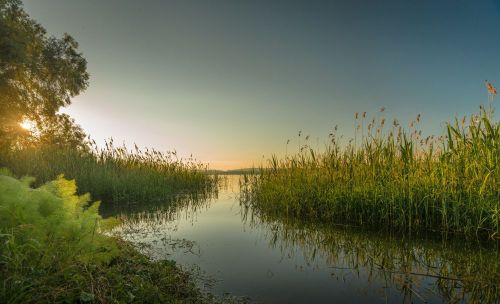 Гомерлек курку (хикәя)