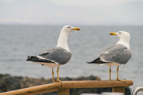 Альбатрос