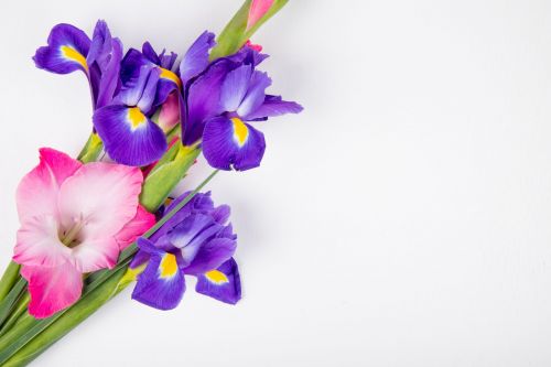 Гладиолус — дуслык билгесе