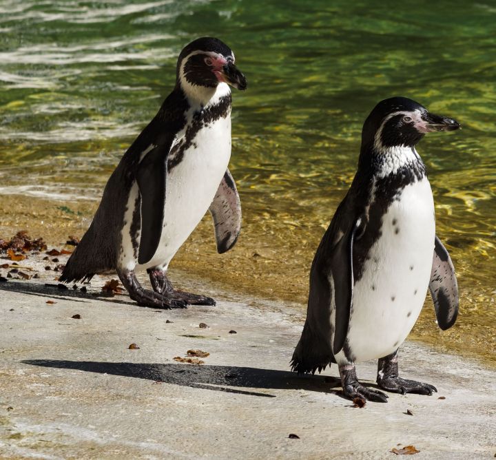 20нче гыйнвар – пингвиннар көне