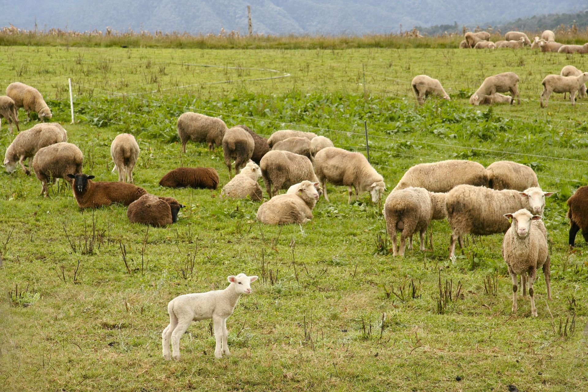 Җәй истәлекләре