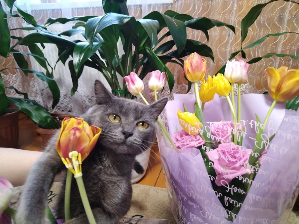 Безнең Шампиньон