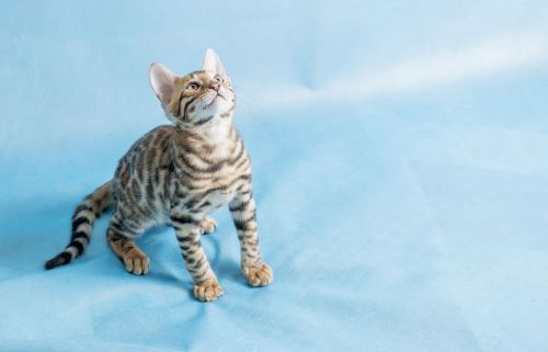 Песи баласы Мыраубатыр кышны ничек каршылаган?