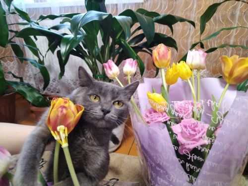 Безнең Шампиньон