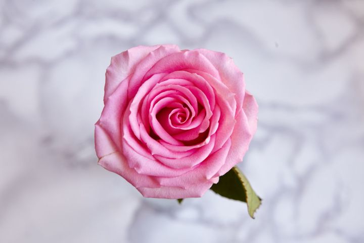 2нче июнь - Бөтендөнья розалар көне