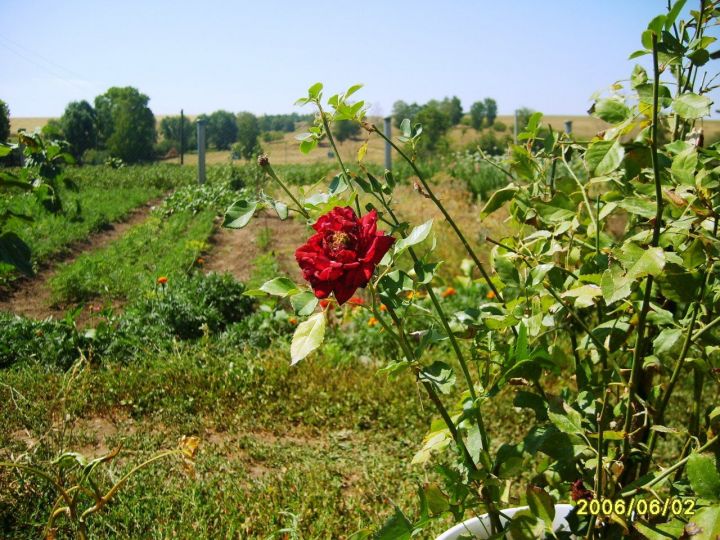 Матурлыкны күрә белү кирәк...