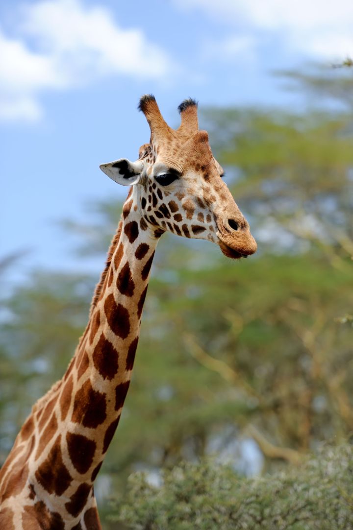 Зоопаркта сәер жираф баласы туган