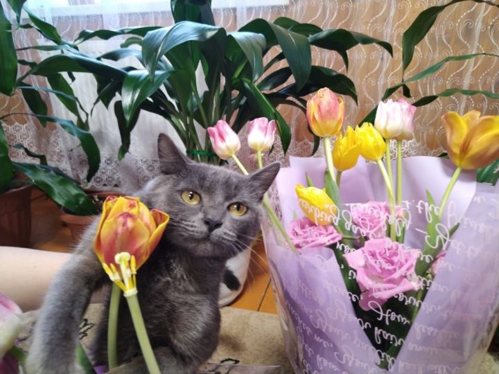 Безнең Шампиньон